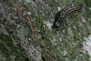 Caterpillar, walkink on a tree