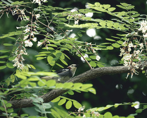 野鳥・コムクドリ（chestnut-cheeked birds）