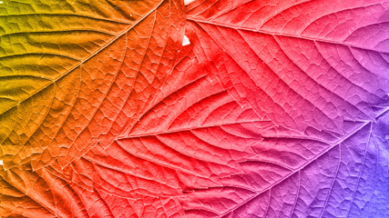 texture of red leaf