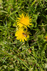 yellow dandelions bloom in green grass