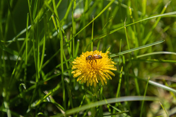 yellow dandelions bloom in green grass