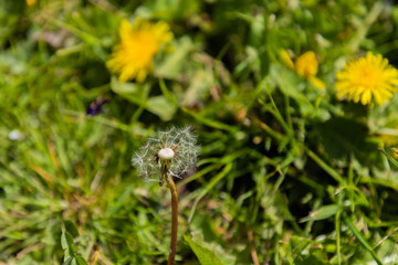 yellow dandelions bloom in green grass