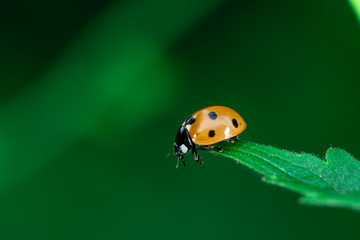 Ladybug eating on a leaf, Macro photo, close up, insect, Coccinellidae, Arthropoda, Coleoptera, Cucujiformia, Polyphaga