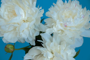 Bunch of peony flowers on blue background flat lay top view. Blossoming, blooming white flowers in bouquet. Summer, spring decoration, gift. Natural, organic, floral simple wallpaper, background