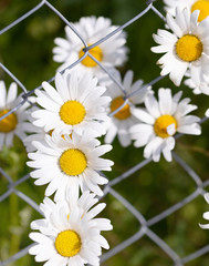 Daisies Flowers. Fence. Nature. Metal