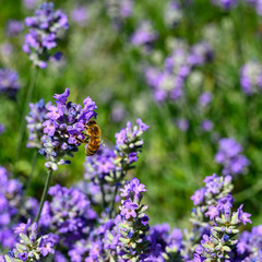 You see a bee sitting on purple lavender looking for nectar.