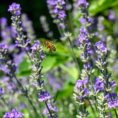 You see a bee flying over purple lavender in search of nectar.