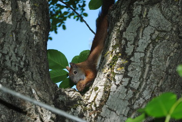 squirrel eating nut on a tree