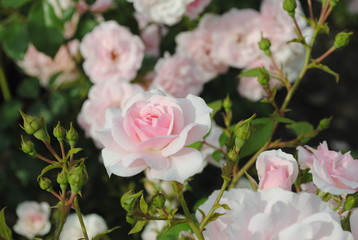 Obraz na płótnie Canvas pink rose in garden