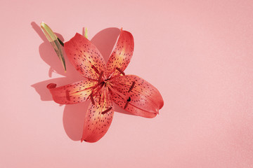Top view of lily flower on pink background with copy space