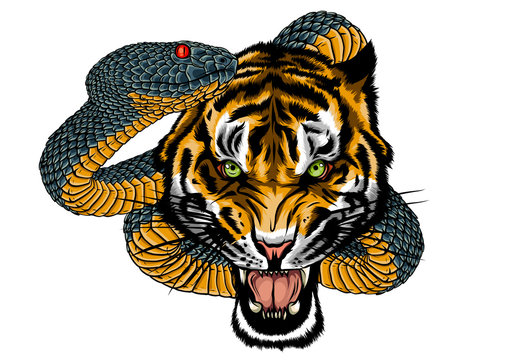 snake and tiger fighting, tattoo vector illustration