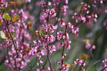 Spring flowers