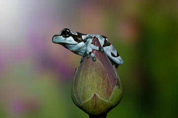 Amazon milk frog on a flower bud, Indonesia