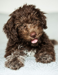 Lagotto romagnolo cucciolo