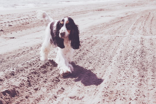 Cocker spaniel puppy walking on beach, Malaga, Spain