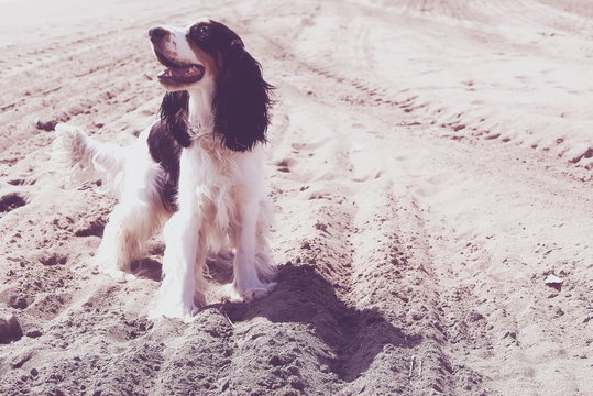 Cocker spaniel puppy standing on beach, Malaga, Spain