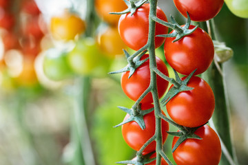 tomato field, pomodoro ciliegino di pachino