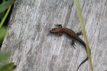 Lizard