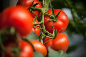 Fotobehang red tomatoes on the vine © ItalianFoodProd