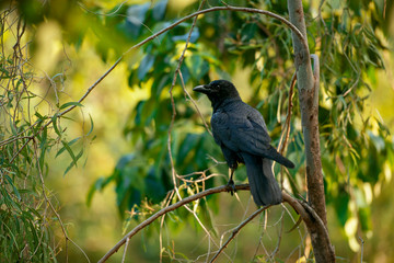Australian Raven