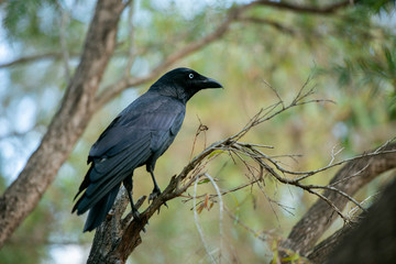 Australian Raven