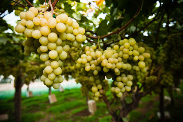 white wine grapes on the vine