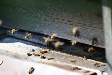 Spring bees