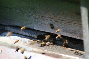 Spring bees