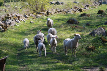 Sheeps © Robert