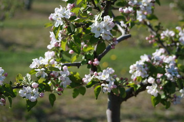 Orchard