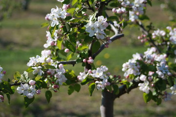 Orchard