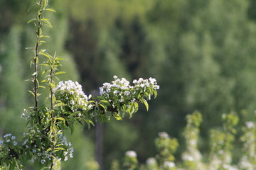 Orchard