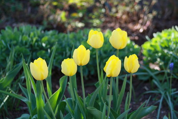 Fototapeta premium Spring flowers