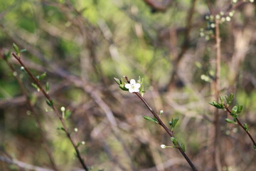Spring flowers