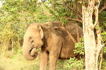 Sri Lanka - Yala National Park - wild asian elephant with a rolled trumpet in the trees