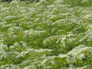 lettuce in the garden