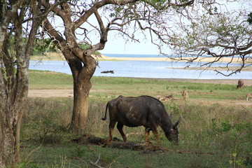 Sri Lanka - Yala National Park - wild water buffalo near the tree in a background is lagoon.