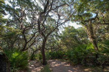Fototapeta na wymiar Live oak tree over trail