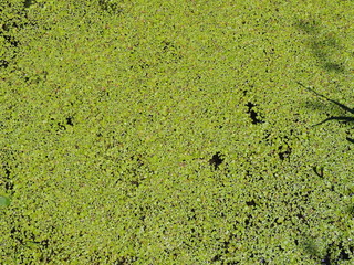 green grass on the wall