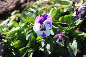 Spring flowers