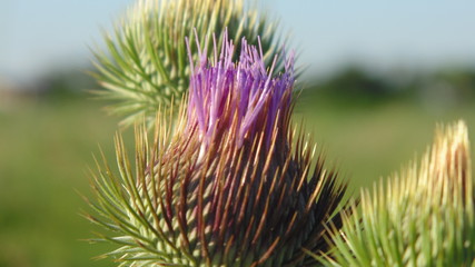 Beautiful Weed