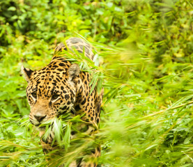 A Cheetah (Acinonyx jubatus) in Schönbrunn Zoo, Vienna, Austria