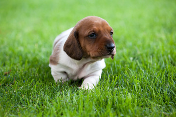 puppy portrait garden grass background