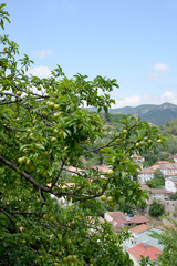 plum tree and green plums in the garden