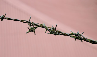 barbed wire isolated on pink background