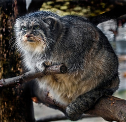 Palas`s сat also known as manul. Latin name - Felis manul