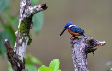 The Blue eared kingfisher looking for the fish in the river