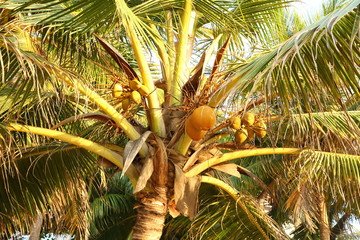 Exotic fruits - gold coconuts on the palm tree 