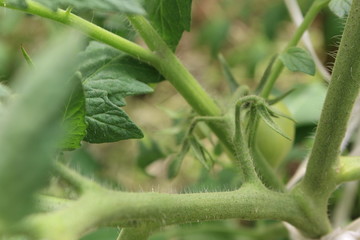 green tomatoes on the branches in the greenhouse