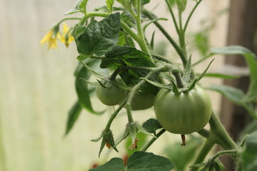 green tomatoes on the branches in the greenhouse